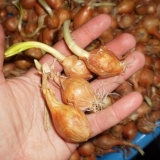 Šta učiniti ako luk počne nicati u proljeće